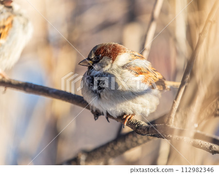 Sparrow sits on a branch without leaves. 112982346