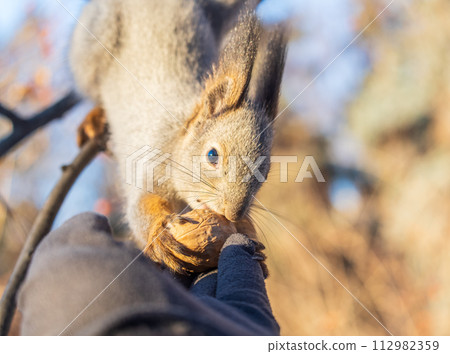 Squirrel eats nuts from a man's hand. Caring for animals in winter or autumn. Squirrel eats nuts from a man's hand. Caring for animals in winter or autumn. 112982359