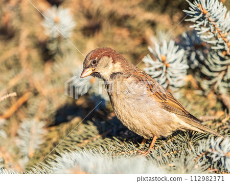Sparrow sits on a fir branch in the sunset light. Sparrow sits on a fir branch in the sunset light. 112982371