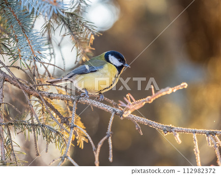 Cute bird Great tit, songbird sitting on the branch with blurred background Cute bird Great tit, songbird sitting on the branch with blurred background 112982372