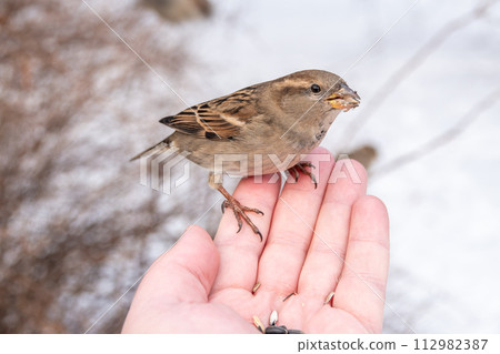 A sparrow sits on a man's hand and eats seeds. 112982387