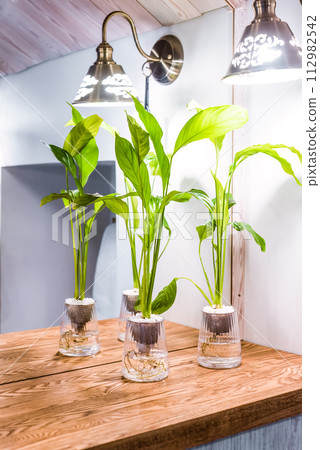 Spathiphyllum cochlearispathum commonly called peace lily growing in water in glass Spathiphyllum cochlearispathum commonly called peace lily growing in water in glass 112982542