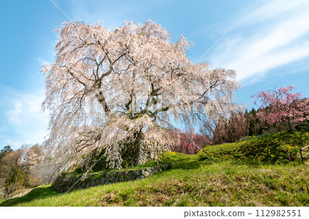 Nara Prefecture Matabei Sakura Nara Prefecture Matabei Sakura 112982551