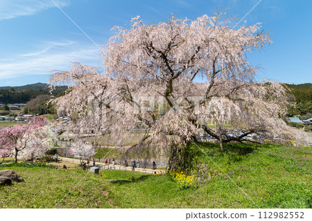 Nara Prefecture Matabei Sakura 112982552