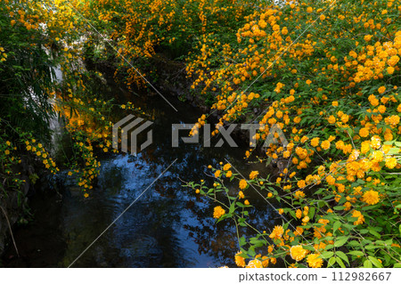 Yamabuki of Matsuo Taisha 112982667