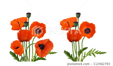 Set of floral arrangements with red poppy flowers and seeds isolated Set of floral arrangements with red poppy flowers and seeds isolated 112982765
