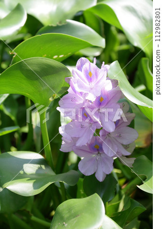 Water hyacinth D Water hyacinth D 112982801