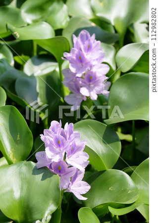 Water hyacinth E Water hyacinth E 112982802