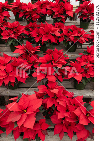 ManyRed Striking Poinsettia Flower, With Star-shaped Red Leaves, Christmas Eve Flower, Flor De Nochebuena. Tropical Shrub. Vertical Backdrop. National Poinsettia Day Celebration. 112982876