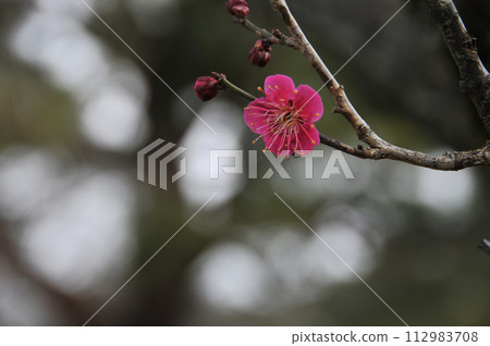 Beautifully blooming red plum blossoms 112983708