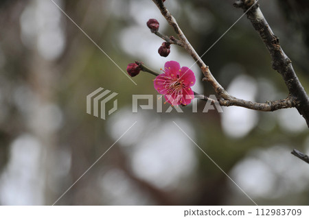 Beautifully blooming red plum blossoms 112983709