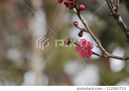 Beautifully blooming red plum blossoms 112983710