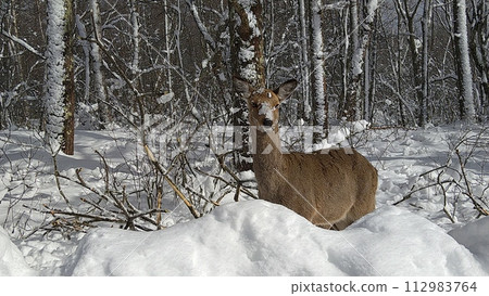 雪中的梅花鹿 雪中的梅花鹿 112983764