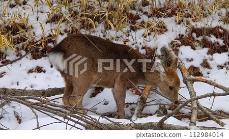 梅花鹿吞食掉落樹枝的樹皮 梅花鹿吞食掉落樹枝的樹皮 112984014
