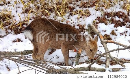Sika deer devouring the bark of fallen branches Sika deer devouring the bark of fallen branches 112984020