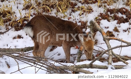 Sika deer devouring the bark of fallen branches 112984022