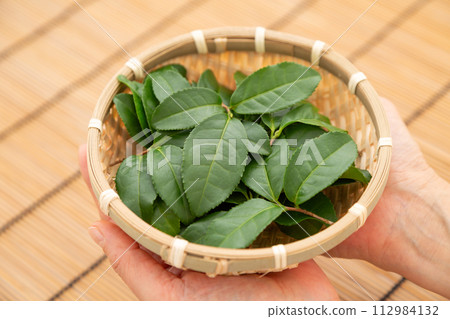 拿著未加工的綠茶葉的婦女手 112984132