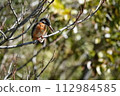 Kingfisher perching on a branch 112984585