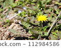 Dandelions blooming in the spring field 112984586