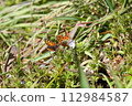 A red-spotted cicada spreading its wings in the spring field 112984587