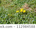 Dandelions blooming in the spring field 112984588