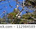 Cherry blossoms starting to bloom 112984589