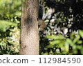 Squirrel on the tree 112984590