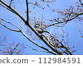 Tits that stop on trees 112984591