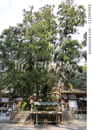 大神神社境內我自己的杉樹 大神神社境內我自己的杉樹 112984968