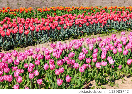Beautiful multicolored tulips in a flower park  at spring 112985742