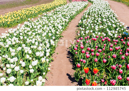 Beautiful multicolored tulips in a flower park at spring Beautiful multicolored tulips in a flower park at spring 112985745