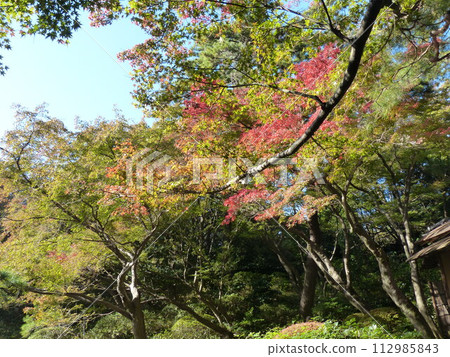 Tokyo Metropolitan Teien Art Museum Shirokanedai, Minato-ku, Tokyo Former Asaka Palace Residence Tokyo Metropolitan Foundation for History and Culture Garden, Pond, Forest, New Building 112985843