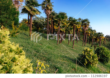 palm trees growing on slope with green grass in front of blue sky. Subtropical climate palm trees growing on slope with green grass in front of blue sky. Subtropical climate 112986197