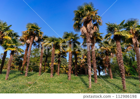 palm trees growing on slope with green grass in front of blue sky. Subtropical climate palm trees growing on slope with green grass in front of blue sky. Subtropical climate 112986198