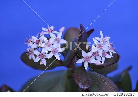 金花樹花 112986223