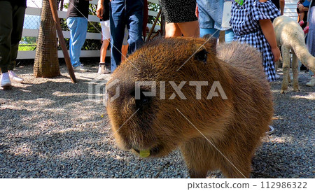 イルカ,イルカの王,animal,eating,kanguokke,"eating,capybara,capybara-kun,animal,gnawing,tourist,Dolphin, 112986322