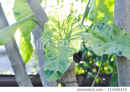 Paraiso Verde or Philodendron paraiso verde or verdant paradise or Philodendron paraiso 112986410