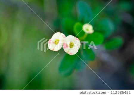 Christ Thorn, Euphorbia milii or Euphorbiaceae or small Euphorbia flowers or bicolor flower 112986421