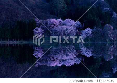 [信州之春]中綱湖的大山櫻倒影[長野縣] 112987039