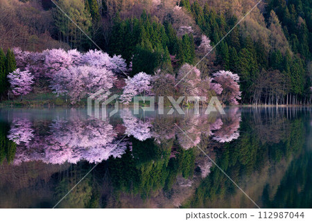 [信州之春]中綱湖的大山櫻倒影[長野縣] 112987044