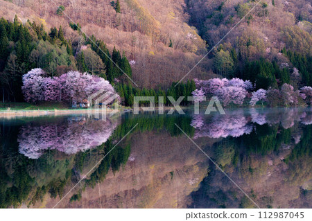 [信州之春]中綱湖的大山櫻倒影[長野縣] 112987045