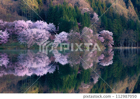 [Spring in Shinshu] Oyamazakura reflection at Lake Nakatsuna [Nagano Prefecture] 112987050