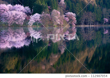 [Spring in Shinshu] Oyamazakura reflection at Lake Nakatsuna [Nagano Prefecture] 112987054