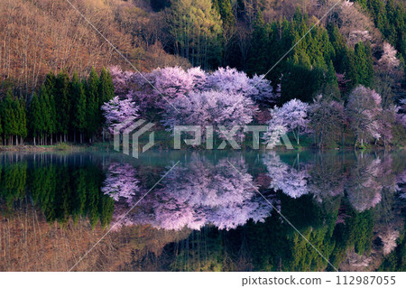 [Spring in Shinshu] Oyamazakura reflection at Lake Nakatsuna [Nagano Prefecture] 112987055