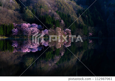 [信州之春]中綱湖的大山櫻倒影[長野縣] 112987061