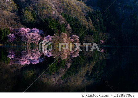 [Spring in Shinshu] Oyamazakura reflection at Lake Nakatsuna [Nagano Prefecture] 112987062