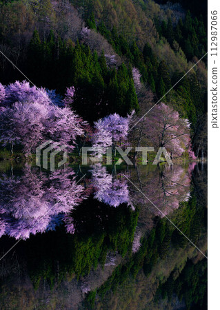 [Spring in Shinshu] Oyamazakura reflection at Lake Nakatsuna [Nagano Prefecture] 112987066