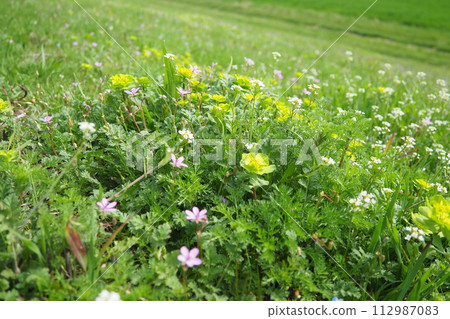 Erodium cicutarium, storks-bill, redstem filaree, redstem stork bill or pinweed Geraniaceae. Flowers of shepherd's purse. Capsella bursa-pastoris Brassicaceae. Euphorbia serrata spurge Euphorbiaceae Erodium cicutarium, storks-bill, redstem filaree, redstem stork bill or pinweed Geraniaceae. Flowers of shepherd's purse. Capsella bursa-pastoris Brassicaceae. Euphorbia serrata spurge Euphorbiaceae 112987083