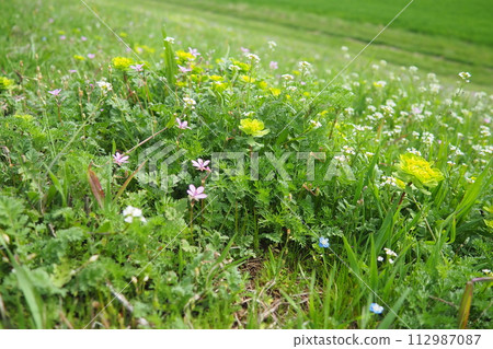 Erodium cicutarium, storks-bill, redstem filaree, redstem stork bill or pinweed Geraniaceae. Flowers of shepherd's purse. Capsella bursa-pastoris Brassicaceae. Euphorbia serrata spurge Euphorbiaceae Erodium cicutarium, storks-bill, redstem filaree, redstem stork bill or pinweed Geraniaceae. Flowers of shepherd's purse. Capsella bursa-pastoris Brassicaceae. Euphorbia serrata spurge Euphorbiaceae 112987087