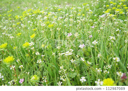 Erodium cicutarium, storks-bill, redstem filaree, redstem stork bill or pinweed Geraniaceae. Flowers of shepherd's purse. Capsella bursa-pastoris Brassicaceae. Euphorbia serrata spurge Euphorbiaceae Erodium cicutarium, storks-bill, redstem filaree, redstem stork bill or pinweed Geraniaceae. Flowers of shepherd's purse. Capsella bursa-pastoris Brassicaceae. Euphorbia serrata spurge Euphorbiaceae 112987089